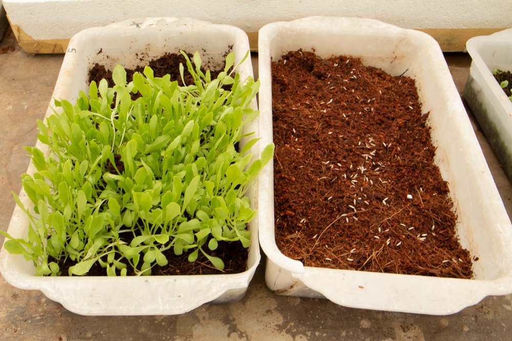 Tub with grown lettuce seedlings and another tub with recently sown
lettuce seedlings.