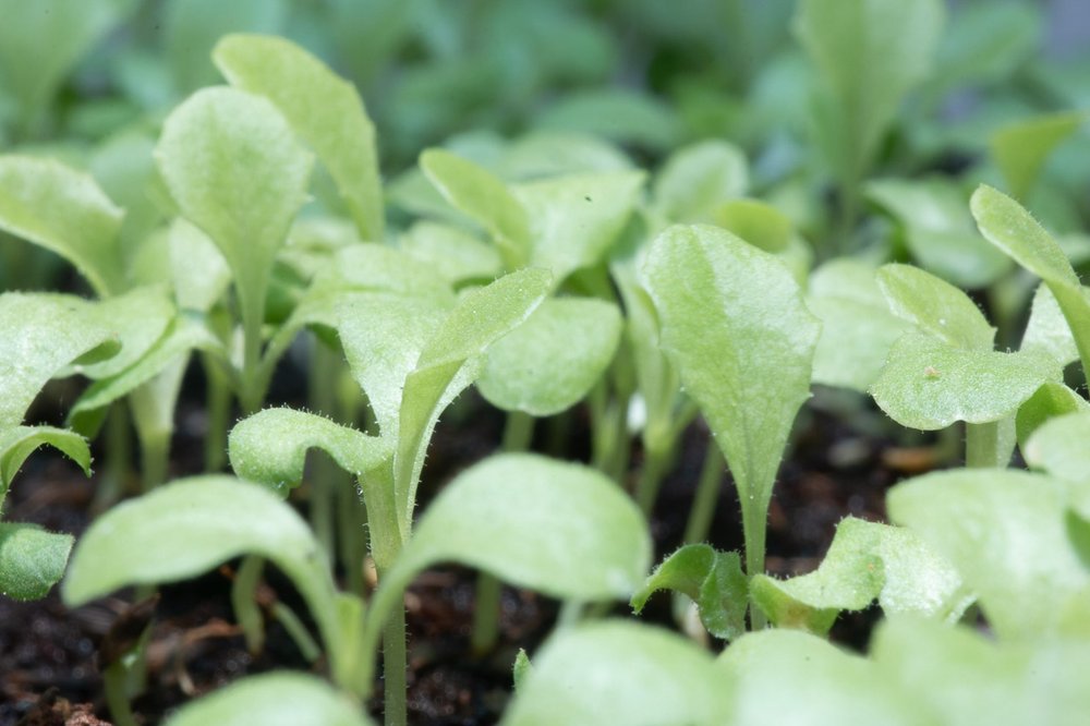 Young lettuce seedlings with cotyledons and first true leaves visible.