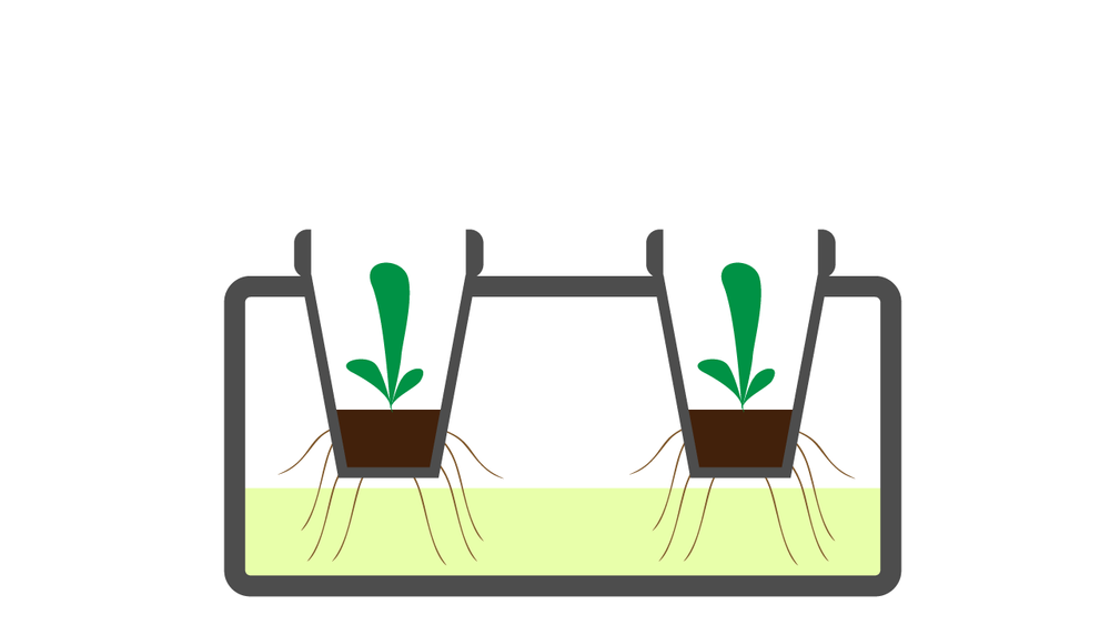 llustration: the bottom of the seedling plugs sit slightly above the level
of the working solution. Some roots has grown out of the seedling plugs.