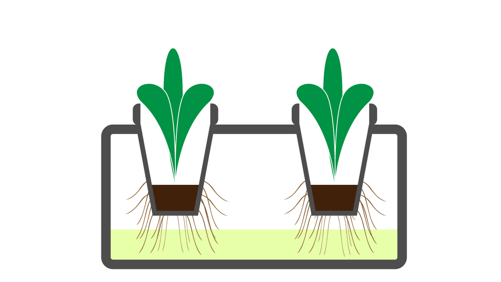 Illustration: more roots have grown out of the seedling plug and into the
working solution.