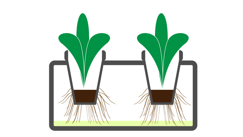 Illustration: more roots have grown out of the seedling plug and the
working solution level is now very low.