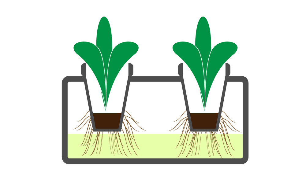 Illustration: the working solution level has been raised but it is not
reaching the bottom of the cup submerging all of the roots.