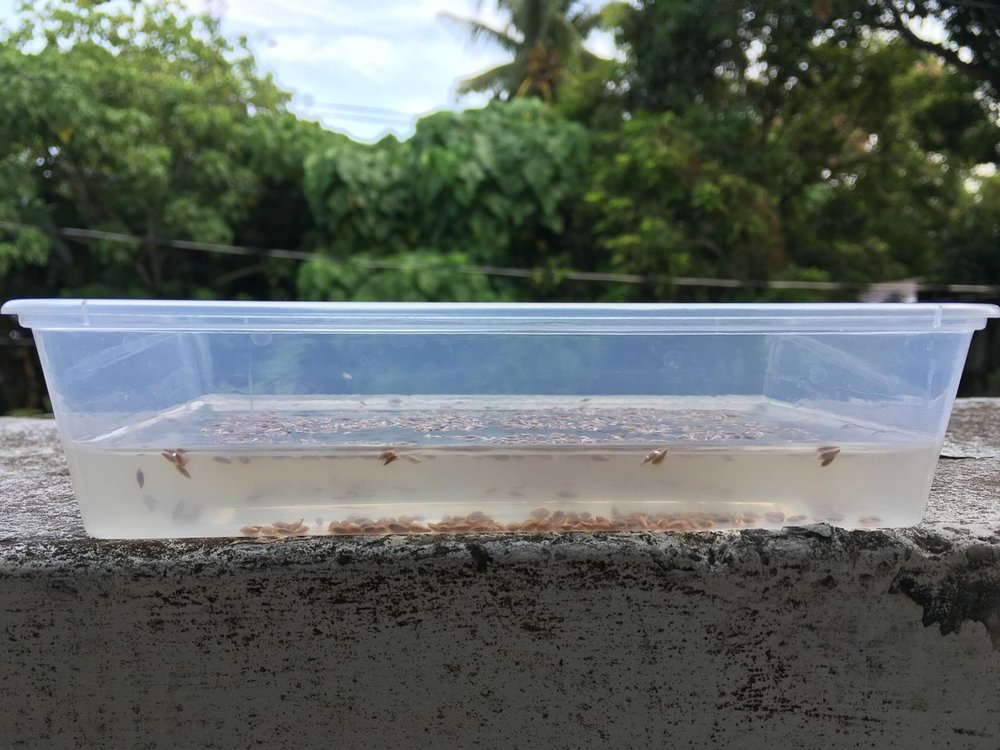 Tub of water with seeds in it. Some are seeds float. Some seeds sink.