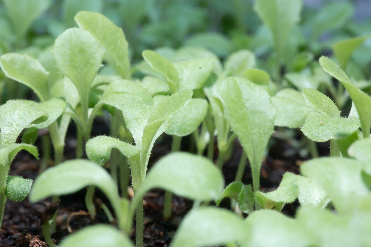 Germinated lettuce seeds showing their first true leaves.