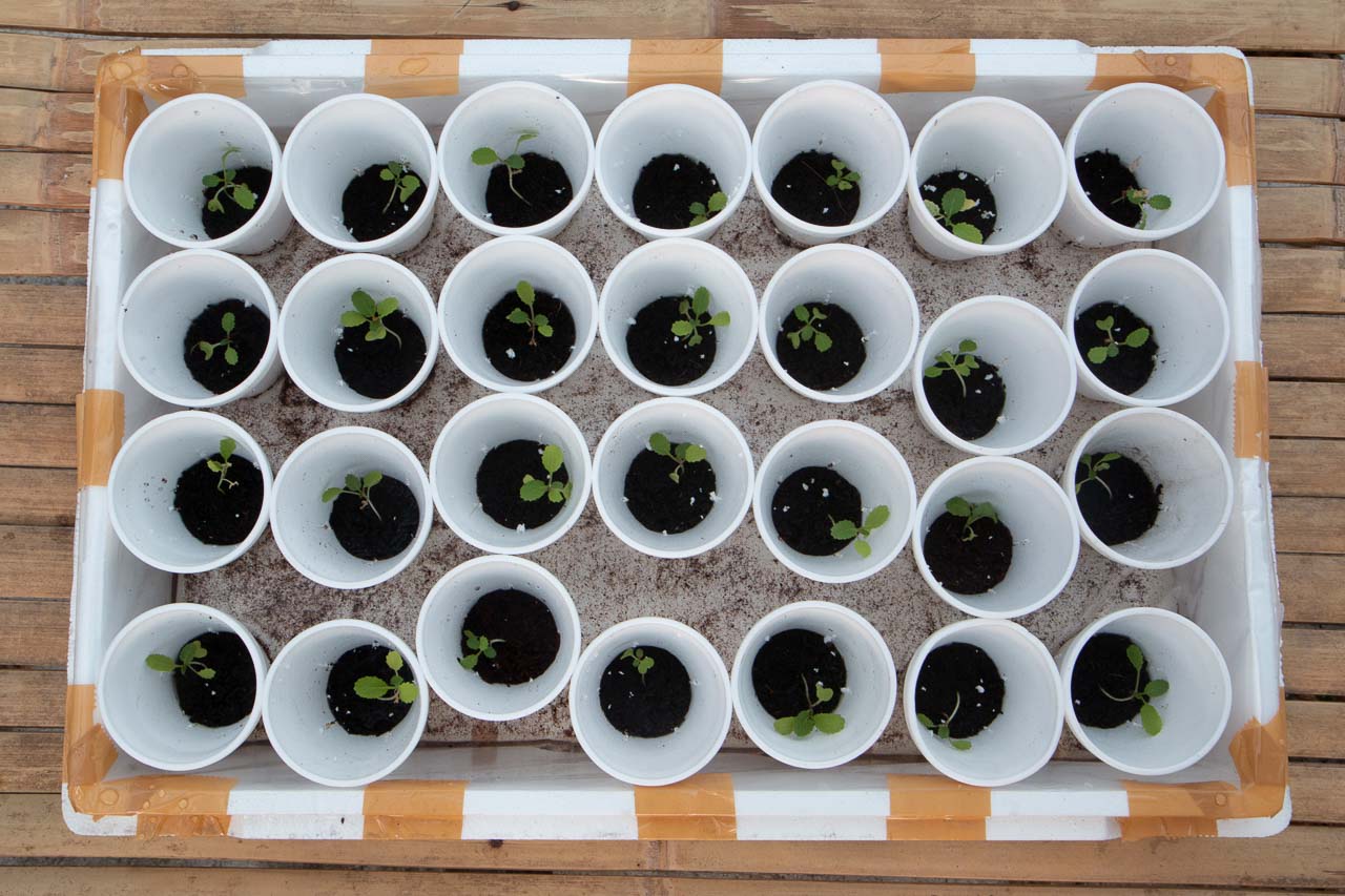 Seedling plugs sitting on a shallow pool of diluted SNAP working solution.