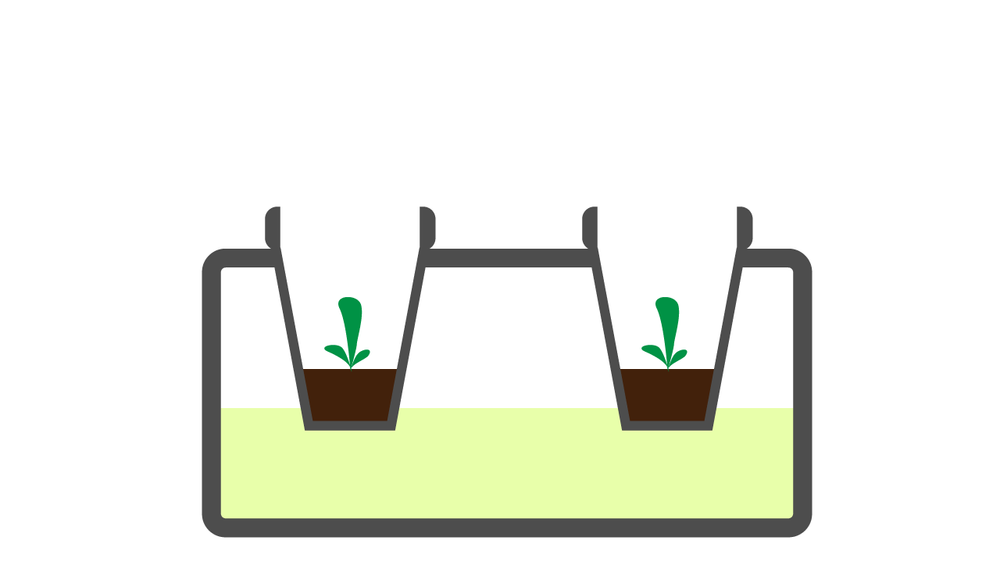 Ilustrasyon: ang mga ibabang bahagi ng seedling plugs ay nakatubog sa
working solution. Wala pang ugat na nalabas.